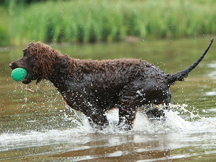 Irish Water Spaniel Köpek Irk Rehberi gallery 4