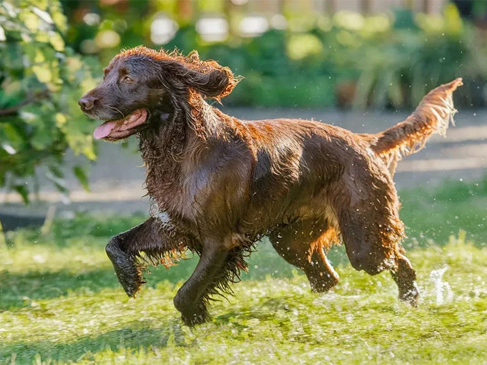 Irish Water Spaniel Köpek Irk Rehberi gallery 2