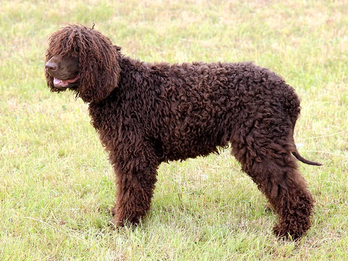 Irish Water Spaniel Köpek Irk Rehberi gallery 1