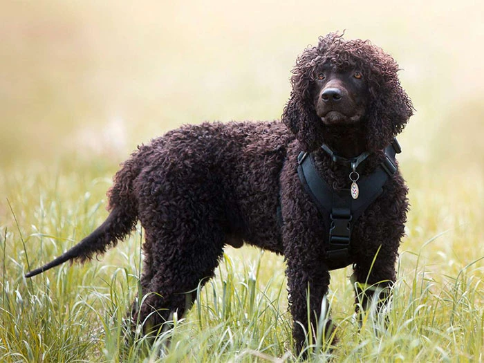 Irish Water Spaniel Köpek Irk Rehberi gallery 3