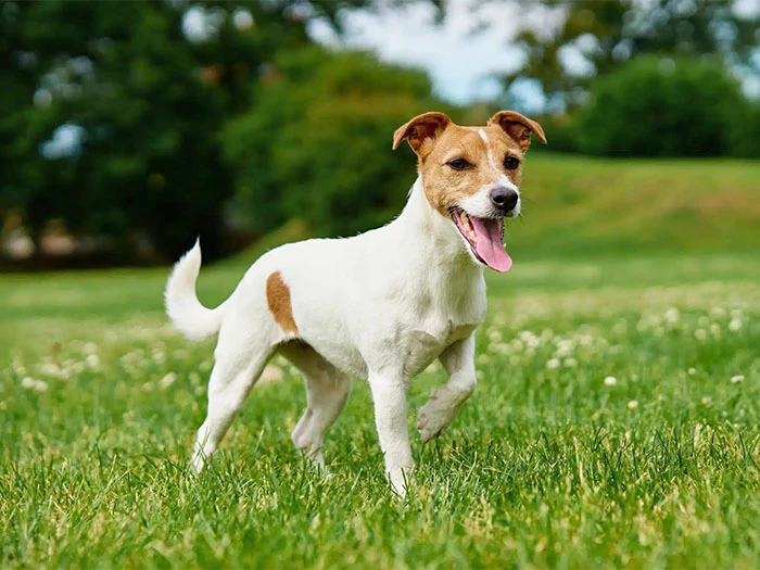 Jack Russell Köpek Irk Rehberi gallery 2