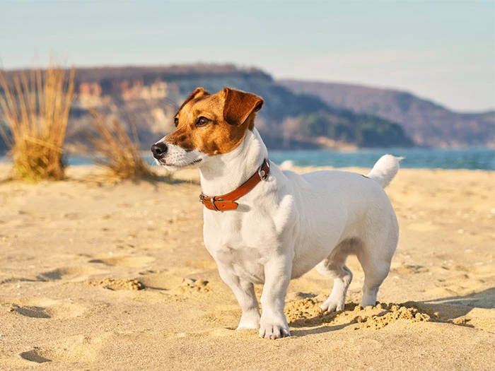 Jack Russell Köpek Irk Rehberi gallery 3