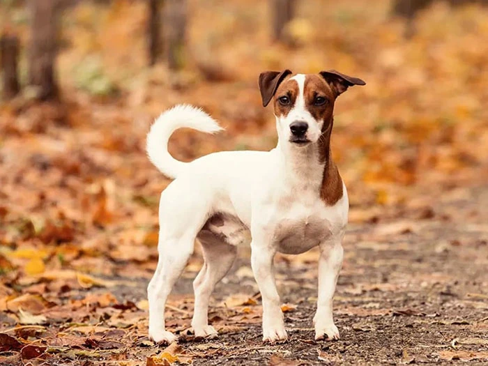 Jack Russell Köpek Irk Rehberi gallery 1