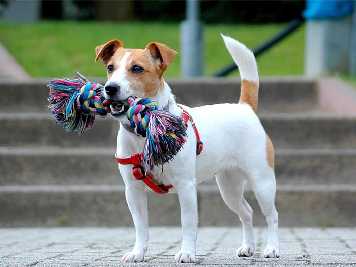 Jack Russell Köpek Irk Rehberi gallery 4