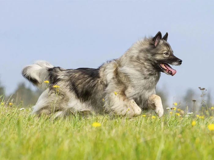 Keeshond Köpek Irk Rehberi gallery 4