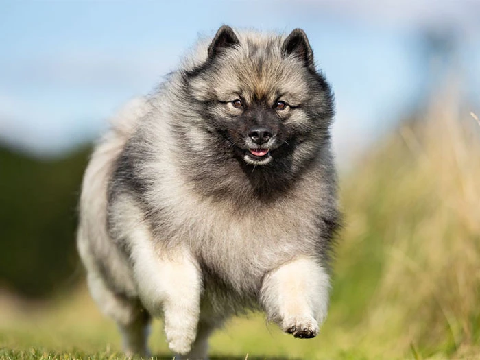 Keeshond Köpek Irk Rehberi gallery 1