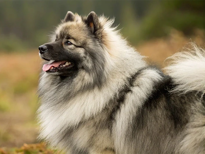 Keeshond Köpek Irk Rehberi gallery 2