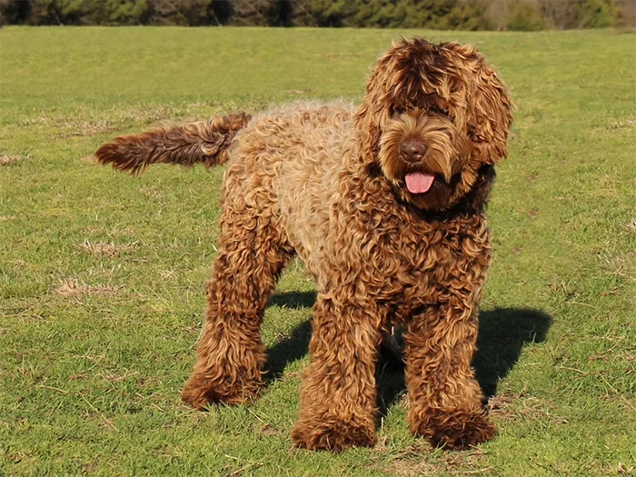 Labradoodle Irk Rehberi