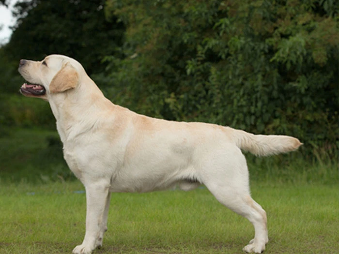 Labrador Retriever Irk Rehberi