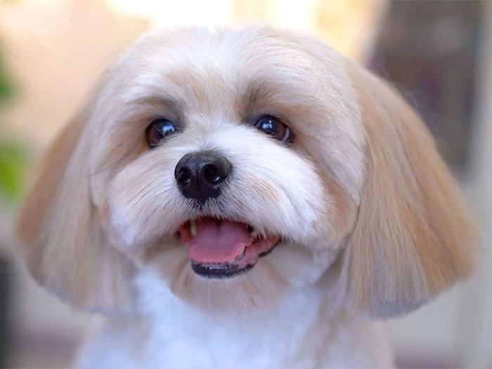 Lhasa Apso Köpek Irk Rehberi gallery 2