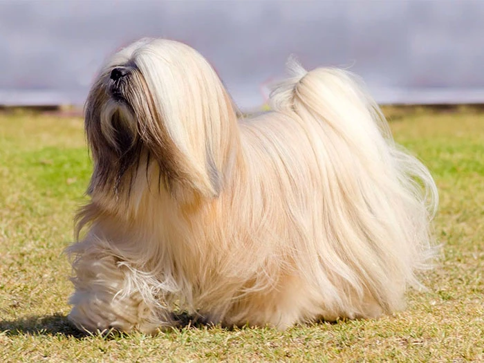 Lhasa Apso Köpek Irk Rehberi gallery 3