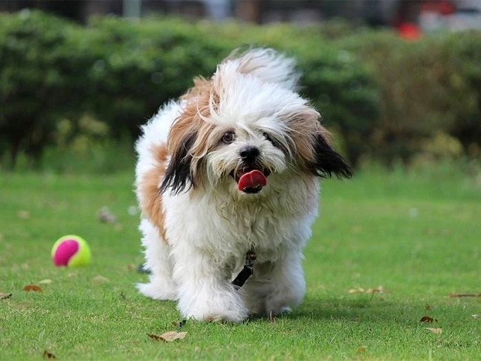 Lhasa Apso Köpek Irk Rehberi gallery 4