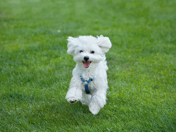Maltese Terrier Köpek Irk Rehberi gallery 4