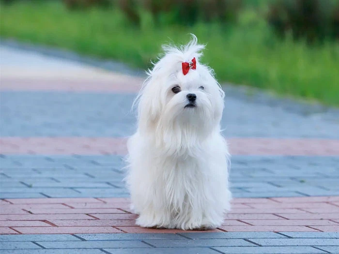 Maltese Terrier Köpek Irk Rehberi gallery 3