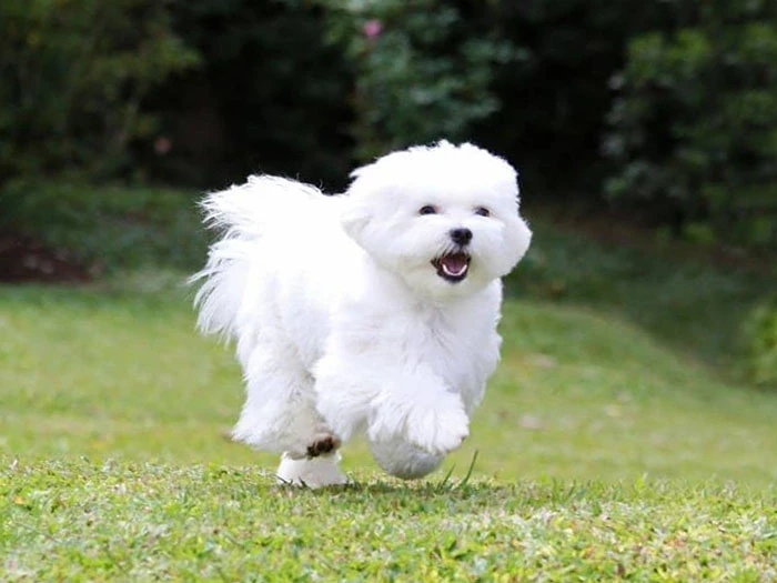 Maltese Terrier Köpek Irk Rehberi gallery 2