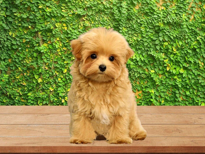 Maltipoo Irk Rehberi