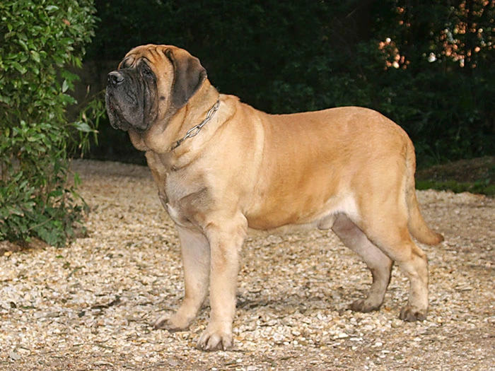 Mastiff Köpek Irk Rehberi gallery 4