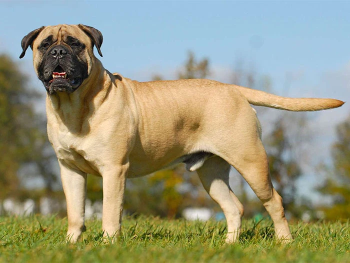 Mastiff Köpek Irk Rehberi gallery 1