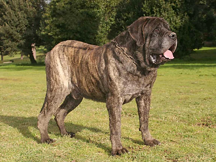 Mastiff Köpek Irk Rehberi gallery 2