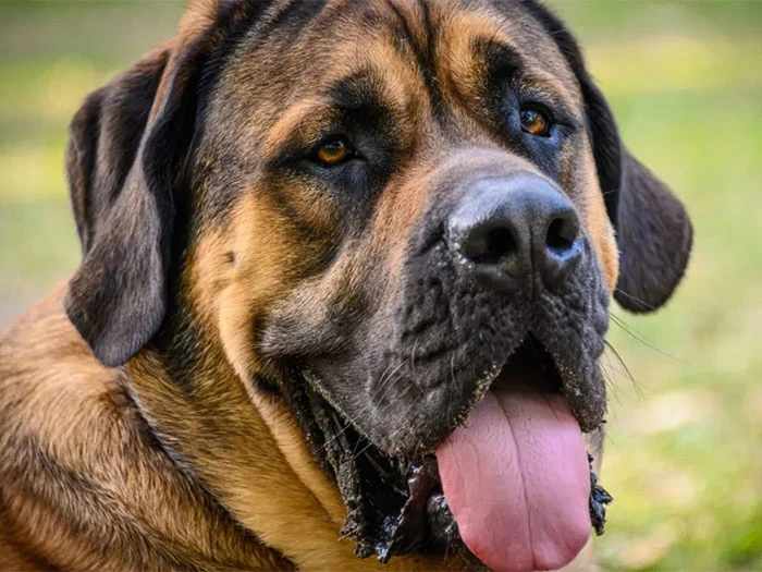Mastiff Köpek Irk Rehberi gallery 3