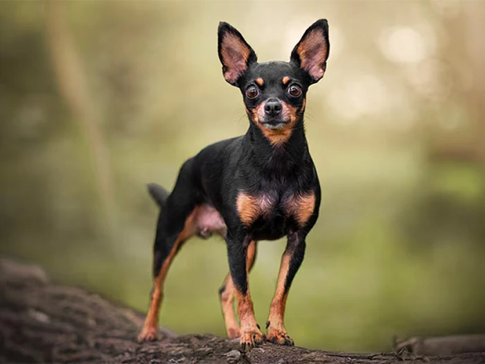 Miniature Pinscher Köpek Irk Rehberi gallery 1
