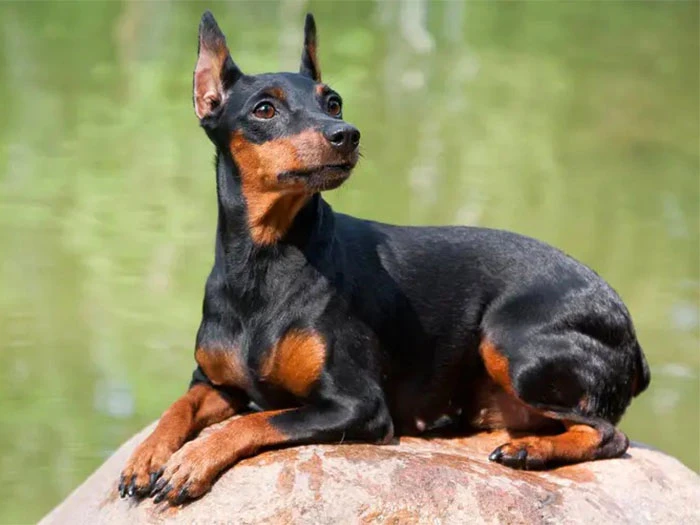 Miniature Pinscher Köpek Irk Rehberi gallery 4