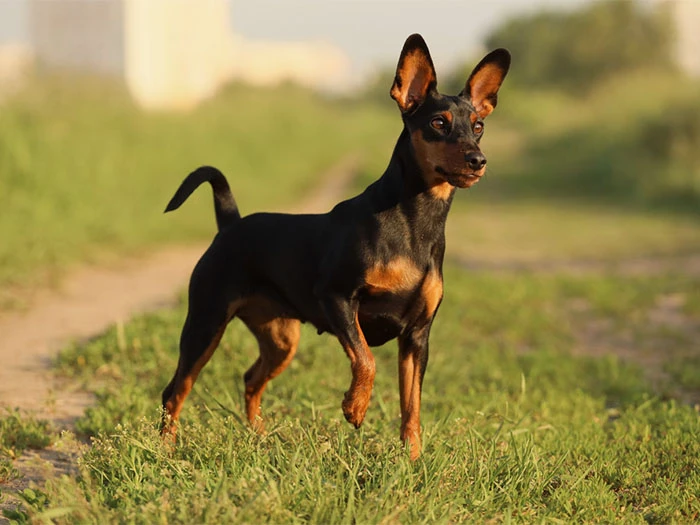 Miniature Pinscher Köpek Irk Rehberi gallery 2