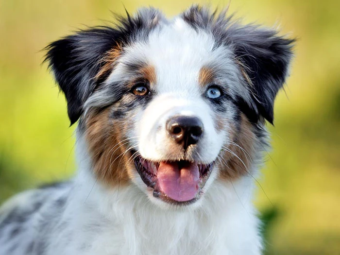 Minyatür Amerikan Çoban Köpeği Irk Rehberi