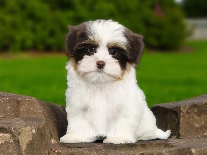 Morkie Irk Rehberi