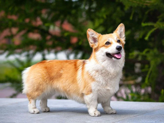 Pembroke Welsh Corgi Irk Rehberi