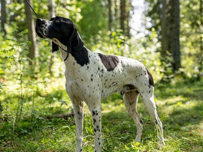 Pointer Köpek Irk Rehberi gallery 3