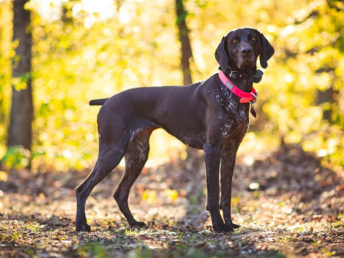Pointer Köpek Irk Rehberi gallery 1