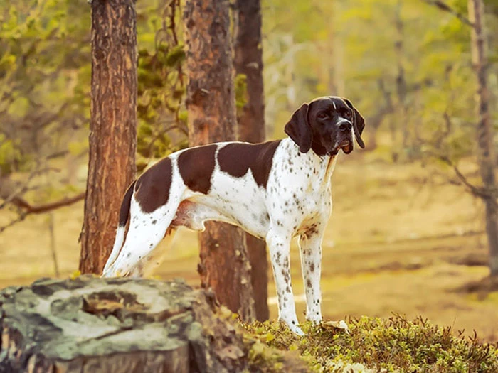 Pointer Köpek Irk Rehberi gallery 2