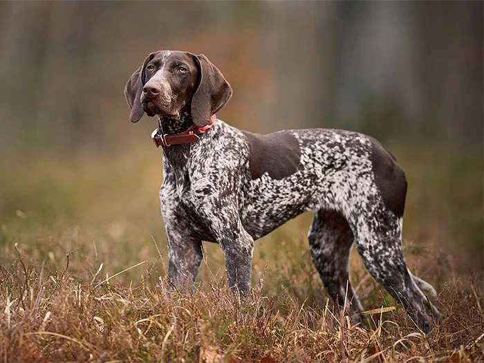 Pointer Köpek Irk Rehberi gallery 4