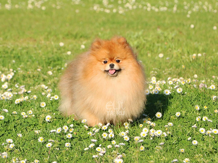 Pomeranian Irk Rehberi gallery 1
