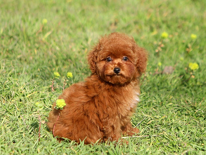 Poodle Irk Rehberi