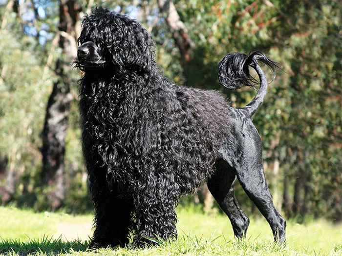 Portuguese Water Dog Köpek Irk Rehberi gallery 2