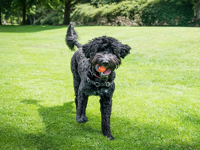 Portuguese Water Dog Köpek Irk Rehberi gallery 1