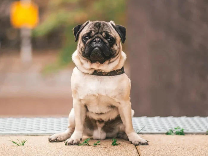 Pug Köpek Irk Rehberi gallery 2