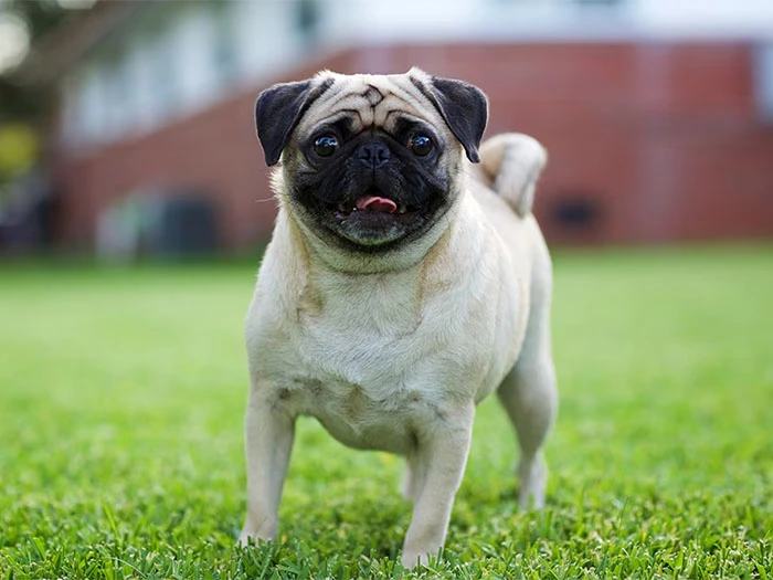 Pug Köpek Irk Rehberi gallery 3