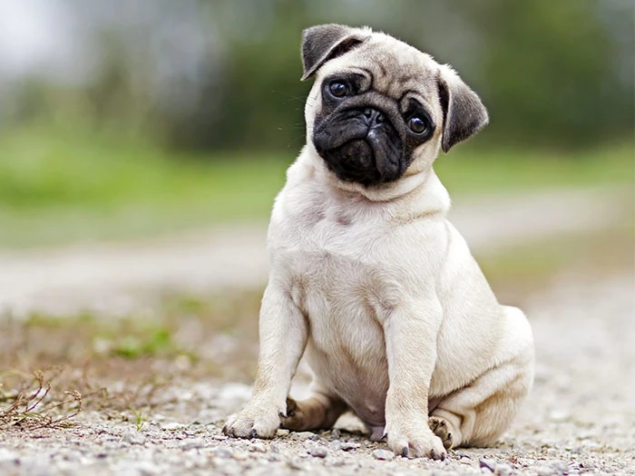 Pug Köpek Irk Rehberi gallery 4