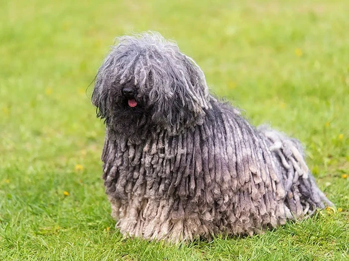 Puli Köpek Irk Rehberi gallery 3