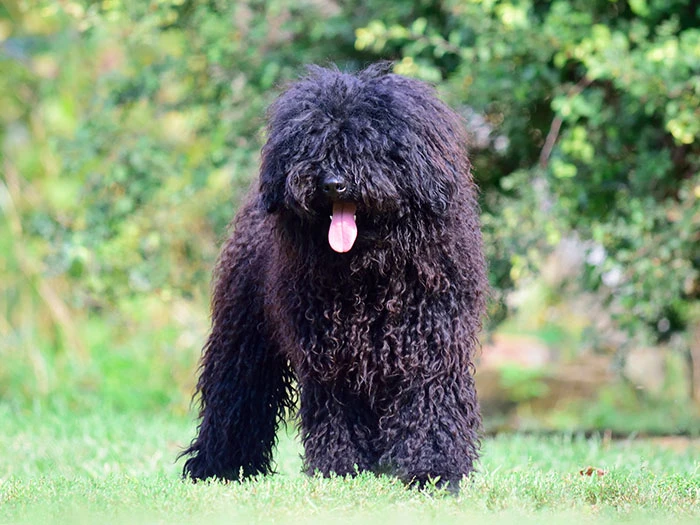 Puli Köpek Irk Rehberi gallery 2