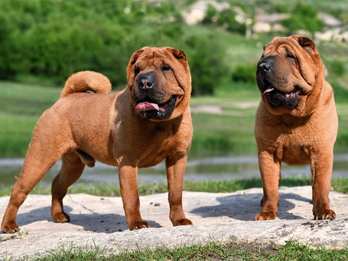 Shar Pei Köpek Irk Rehberi gallery 4
