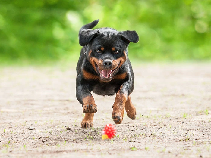 Rottweiler Köpek Irk Rehberi gallery 4