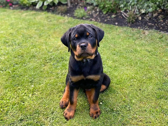 Rottweiler Köpek Irk Rehberi gallery 2