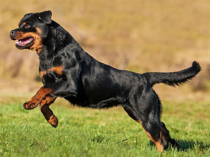 Rottweiler Köpek Irk Rehberi gallery 3
