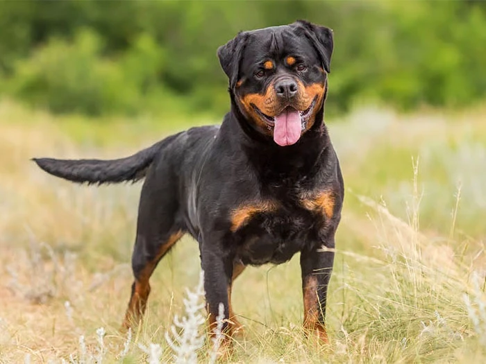 Rottweiler Köpek Irk Rehberi gallery 1