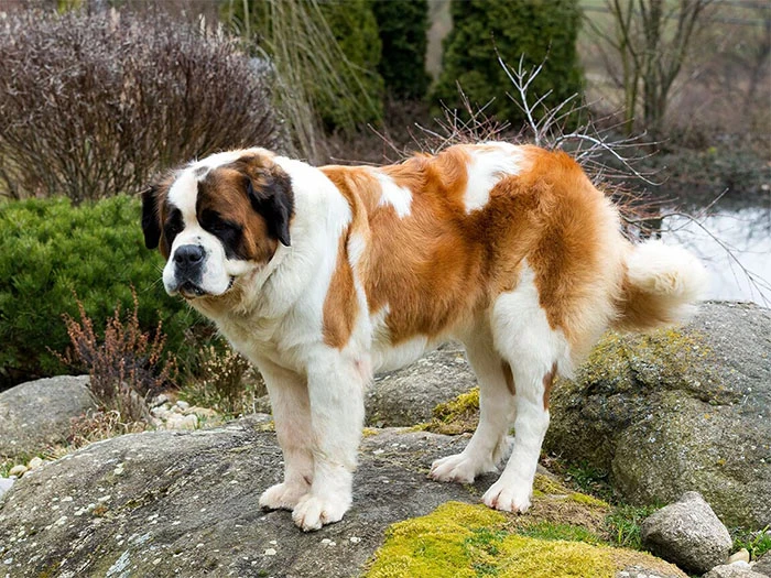 Saint Bernard Köpek Irk Rehberi gallery 1