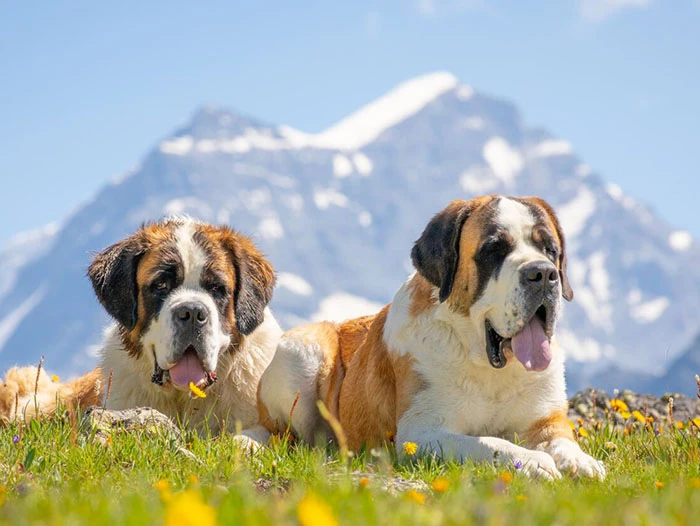 Saint Bernard Köpek Irk Rehberi gallery 3